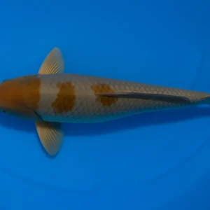 Aktuell Japan Koi Ikarashi Tosai Ochiba, Cyprinus carpio, 13-15 cm